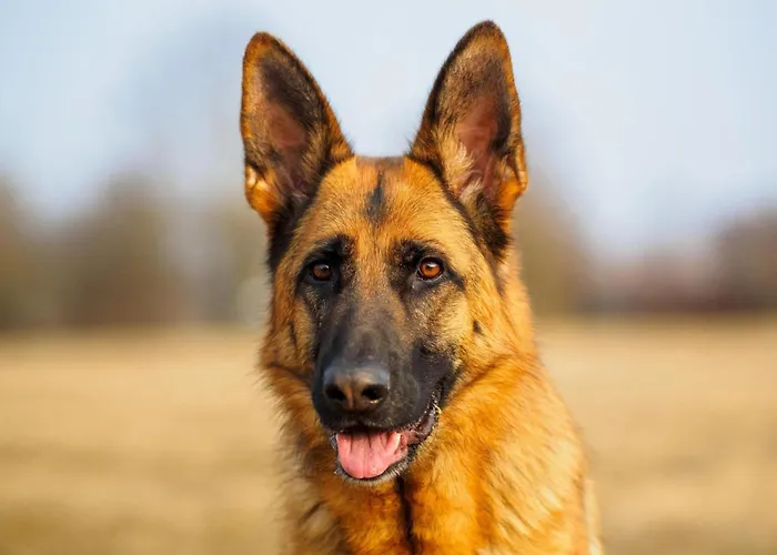 Spacious In With Private Terrace * Madfeld